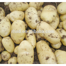 Batata-doce de colheitadeira a preço mundial de batata